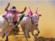 Spectator dies after being hit by bullock cart during race