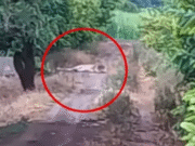 After the leopard, now the lion is on the move