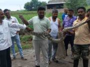 Farmer's panic sets in after seeing python in Sangamner taluka