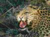 15-year-old student attacked by leopard on her way to school