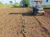 Farmer in Sangamnera turns rotavator on onions