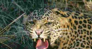 Leopard carries away three-year-old child, body found in sugarcane field
