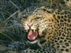 Three leopards captured in four days in Devthan