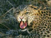 Three leopards captured in four days in Devthan