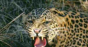Three leopards captured in four days in Devthan