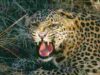 Leopard carries away five-year-old girl