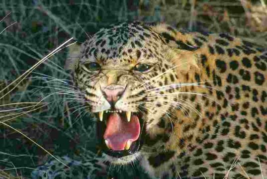 Leopard carries away five-year-old girl