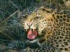 Leopard enters cowshed in broad daylight kills 7 goats