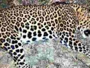 Man-eating leopard killed, shot by two shooters