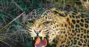 Toddler dies in leopard attack