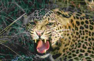 leopard entered the house directly 